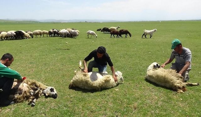Yaylalarda koyun kırkma zamanı