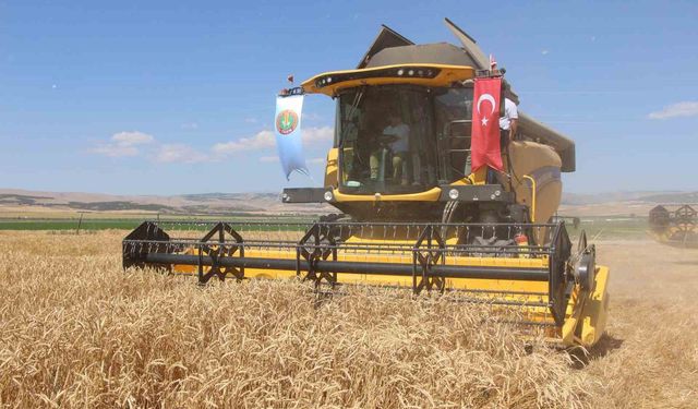 Gökhöyük’te 4 bin ton tohumluk buğday üretimi bekleniyor
