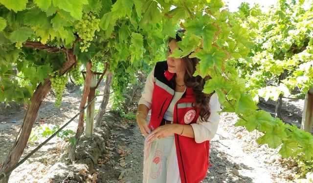 Manisa’da üzüm hasadı ve ihracatı başlıyor