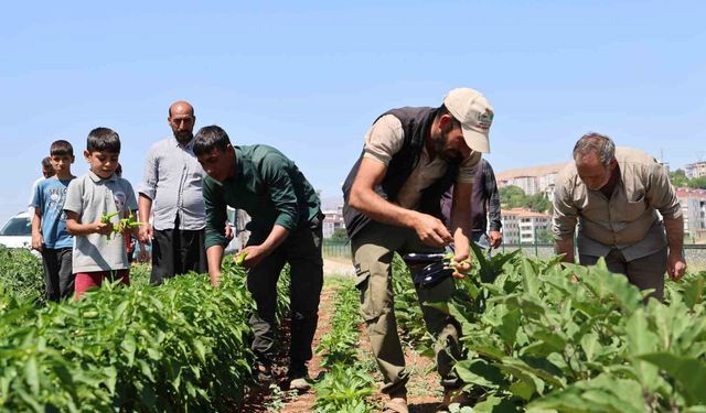Vatandaş tarladan sofraya sebzeye doyacak
