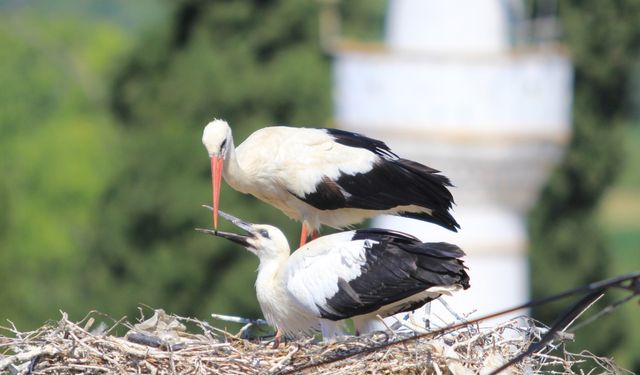 Yaren leyleği kıskandıracak Leylek Köyü