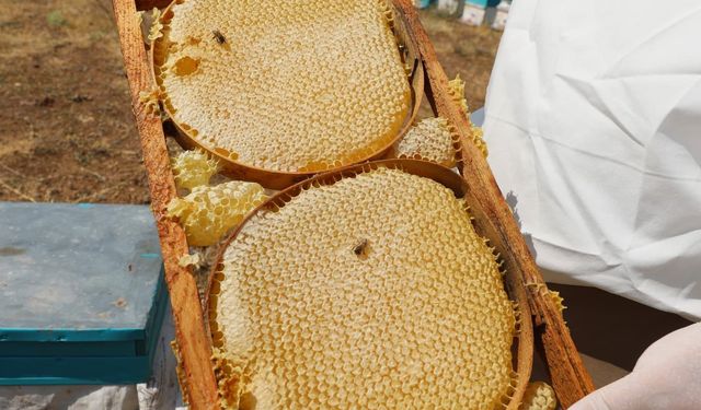 NÖHÜ’nün arı kovanlarından 2 ton bal elde edildi