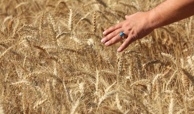 ABD Tarım Bakanlığı Türkiye buğday üretimini 16,3 milyon ton bekliyor