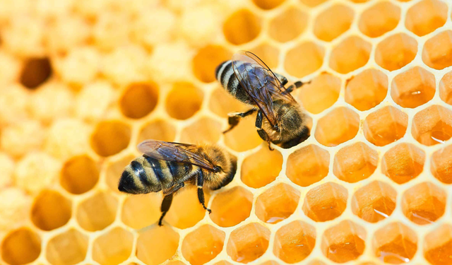 ARILAR OLMADAN GIDA GÜVENLİĞİ MÜMKÜN DEĞİL