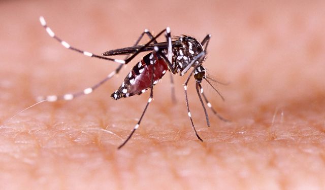 Chikungunya Alarmı: Çin’de 7 Bini Aşkın Vaka, Türkiye’de Sivrisinek Tespiti