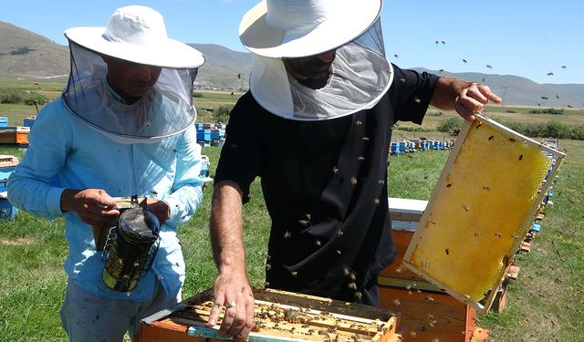 Coğrafi işaretli balın hasadı başladı; kilosu 1500 TL’den satılıyor