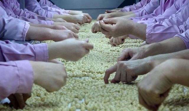 Yedi ayda 14 bin 348 ton ihraç edildi