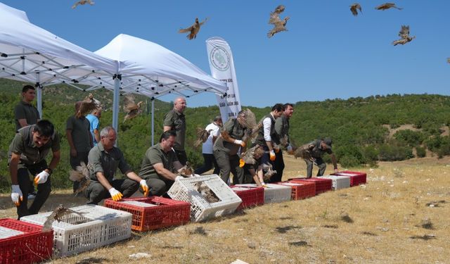 Kenelere karşı mücadele sürüyor: 1 milyona yakın keklik doğaya salındı