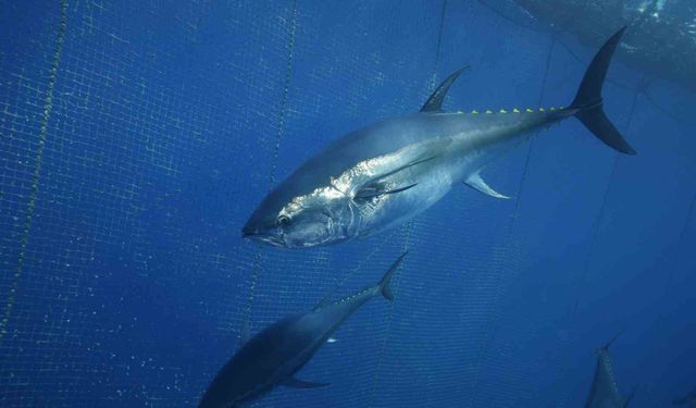 Türkiye yakalıyor, Japonya ve Güney Kore yiyor