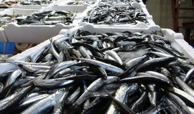 2025-2026 av sezonuyla ilgili hamsi avcılığında kota belirlendi