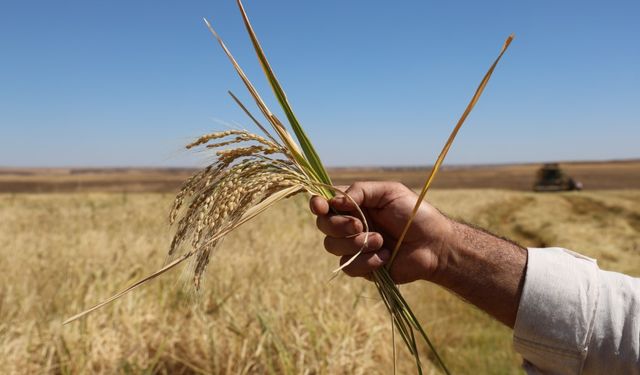 Bin dönümde yaklaşık 6 milyon lira maliyeti bulan tescilli Karacadağ pirincinde hasat zamanı