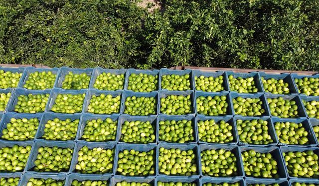 Çukurova’da limon hasadı: Geçen yıl 1 TL olan limon bahçede 20 TL