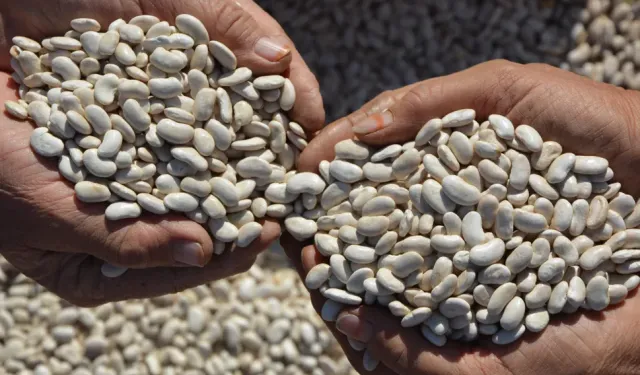 Demirci’nin yaylalarında yetişen kuru fasulyede hasat başladı