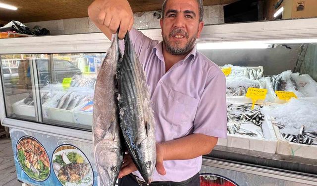 Deprem sonrası Kahramanmaraş’tan 54 ülkeye balık ihracatı