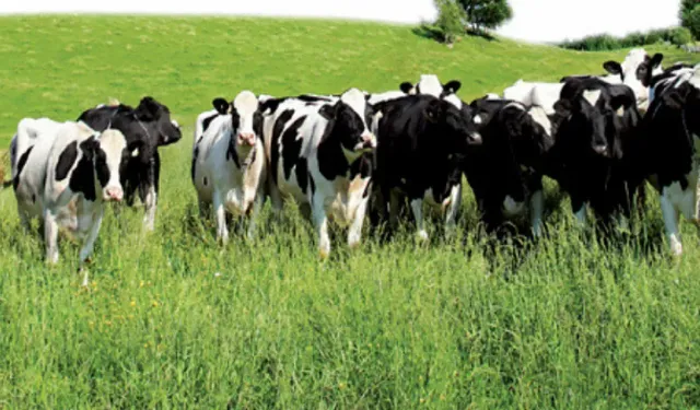 Haziran ayında büyükbaş hayvan sayısı 17 milyon 189 bin baş oldu