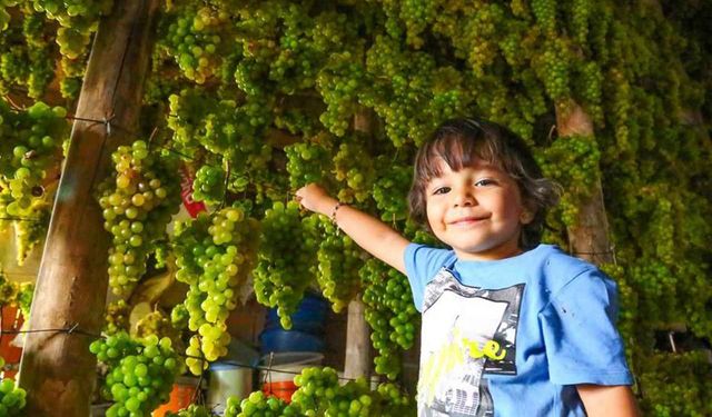 Konya’da Torosların yeşil altını "gök üzüm" hasadı başladı