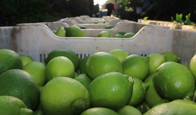 Limon hasadı 25 ve 27 Eylül tarihlerinde başladı