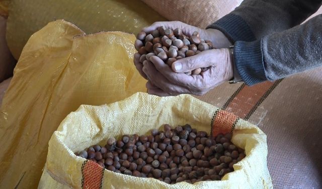 Ordu’da serbest piyasada fındık fiyatları 300 liraya ulaştı