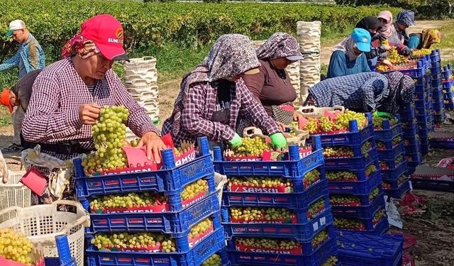 Sarıgöl’de üzüm hasadı aralıksız sürüyor