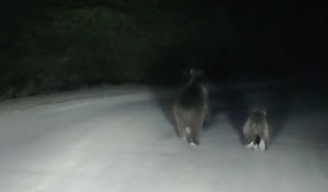 Seyir halindeki otomobilin önüne ayı çıktı