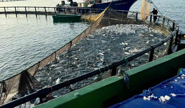 Sinop, Türk somonunda zirvede