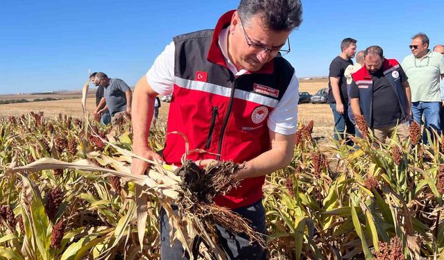Sorgumla kuraklığa karşı Tekirdağ çiftçisinin umudu