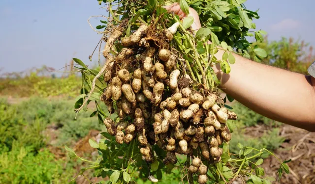 Türkiye’nin yer fıstığı üretim merkezi Osmaniye’de, bu yıl 52 bin ton rekolte bekleniyor