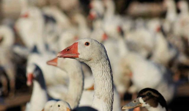 Yozgatlı girişimci 5 kazla başladı, üretimi 850’ye çıkardı