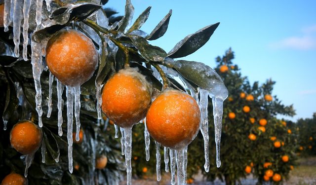 Adana’da üreticilere 717 milyon TL zirai don ödemesi