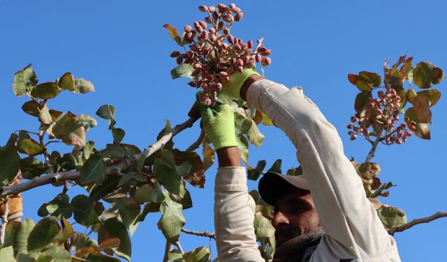 Zirai don, kuraklık ve yok yılı Antep fıstığı rekoltesini düşürdü