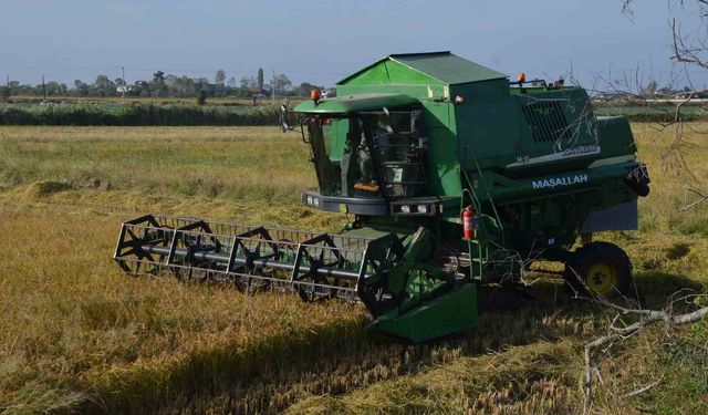 Bafra Ovası’nda çeltik hasadı yüzleri güldürüyor