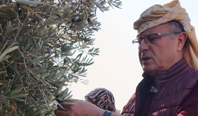 Başkan Öküzcüoğlu çiftçilerle birlikte zeytin hasadı yaptı