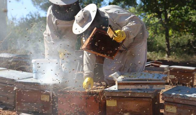 Çam balında rekolte sevinci