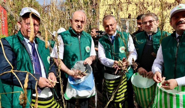 Coğrafi işaret tescilli ‘Akkuş Şeker Fasulyesi’nde hasat başladı