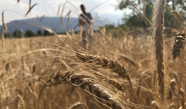 Dünya Tahıl Arzında Rekor Bekleniyor 2026’da 3 Milyar Tonu Aşabilir