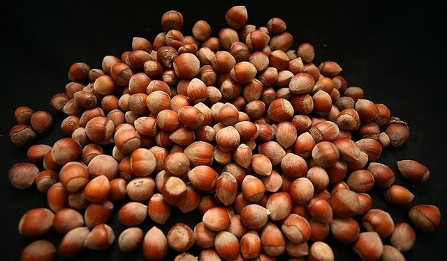 Düzce’de 15 bin 288 ton fındık ihraç edildi