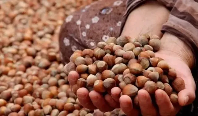 Fındıkta serbest piyasa düşüşte, Tarım Kredi en yüksek alımı yapıyor