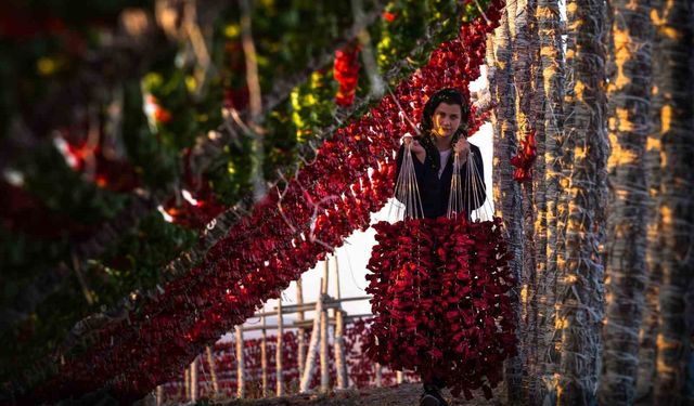 Gaziantep sebze kurutmalıkları küresel lezzet haline geldi