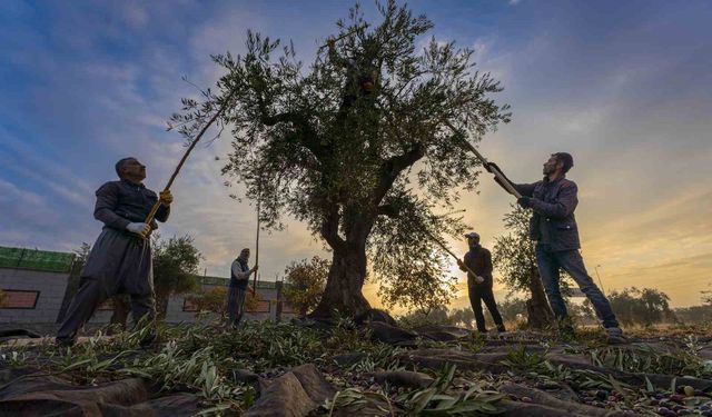 Gaziantep ve bölgede zeytin hasadı başladı