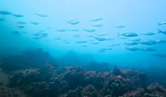 Körfez yeniden can buldu