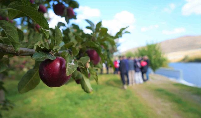 Muş’ta elma hasadından 100 milyon liralık gelir bekleniyor