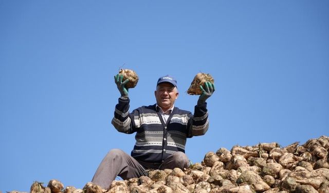 Pancar üretiminde düşüş şeker arzında sorun oluşturmayacak