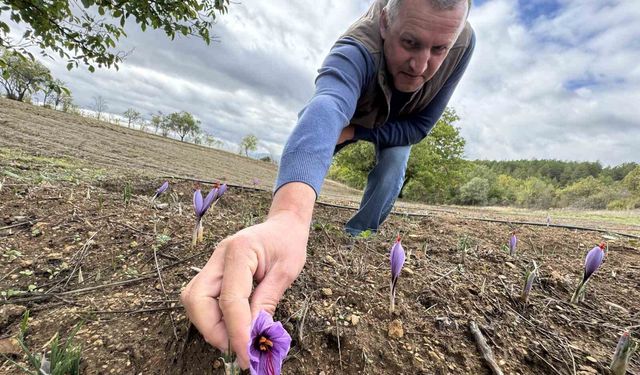 Soğuk hava dünyanın en pahalı baharatında erken çiçek açtırdı