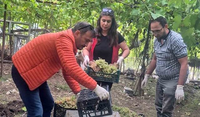 Seydikemer’de bazı üzümlerde yasaklı aktif madde tespit edildi