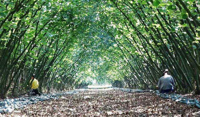 Samsun’da 63 yatırımcıya fındık hasat filesi hibesi