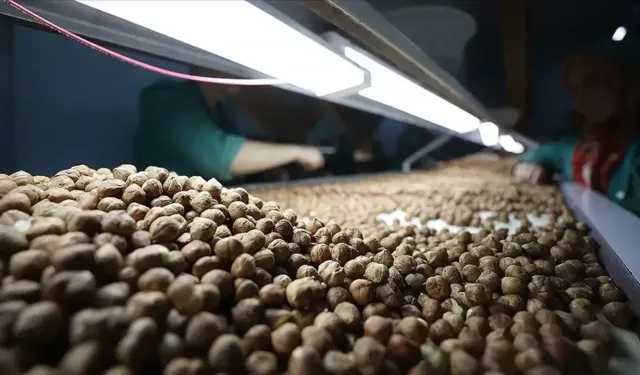 Fındık üreticilerinden Ferrero’ya "manipülasyon" tepkisi: "Amaç üreticiyi panikletip ucuza fındık almak"