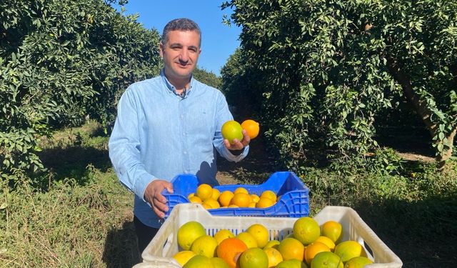 Finike’de portakal sezonu başladı, 250 bin ton rekolte bekleniyor