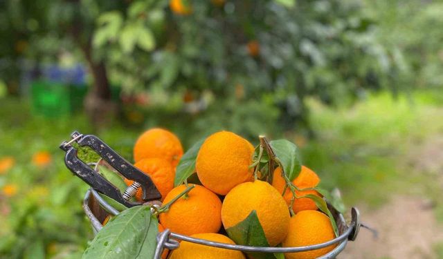 Havran Mandalinası’nda hasat vakti