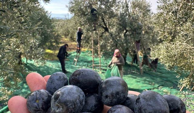 İsviçre sofralarını süsleyen zeytinde bu yıl kalite yüksek