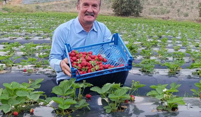Köprübaşı’nda kasım ayında çilek bereketi